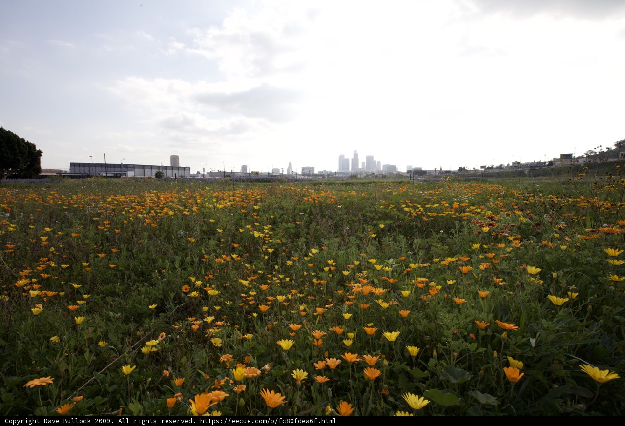 City Skyline and Wildflower Field