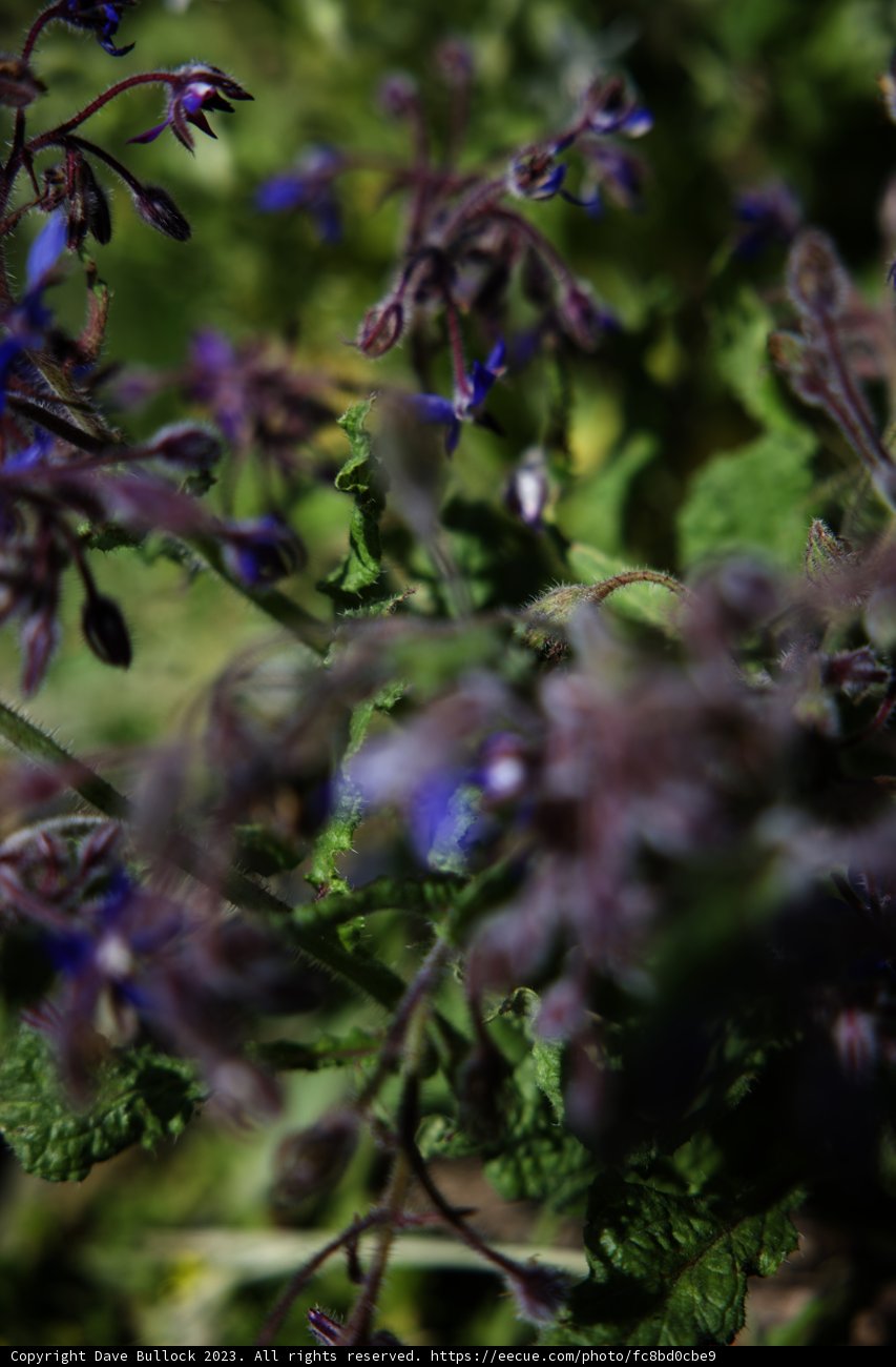 Enchanting Purple Blooms
