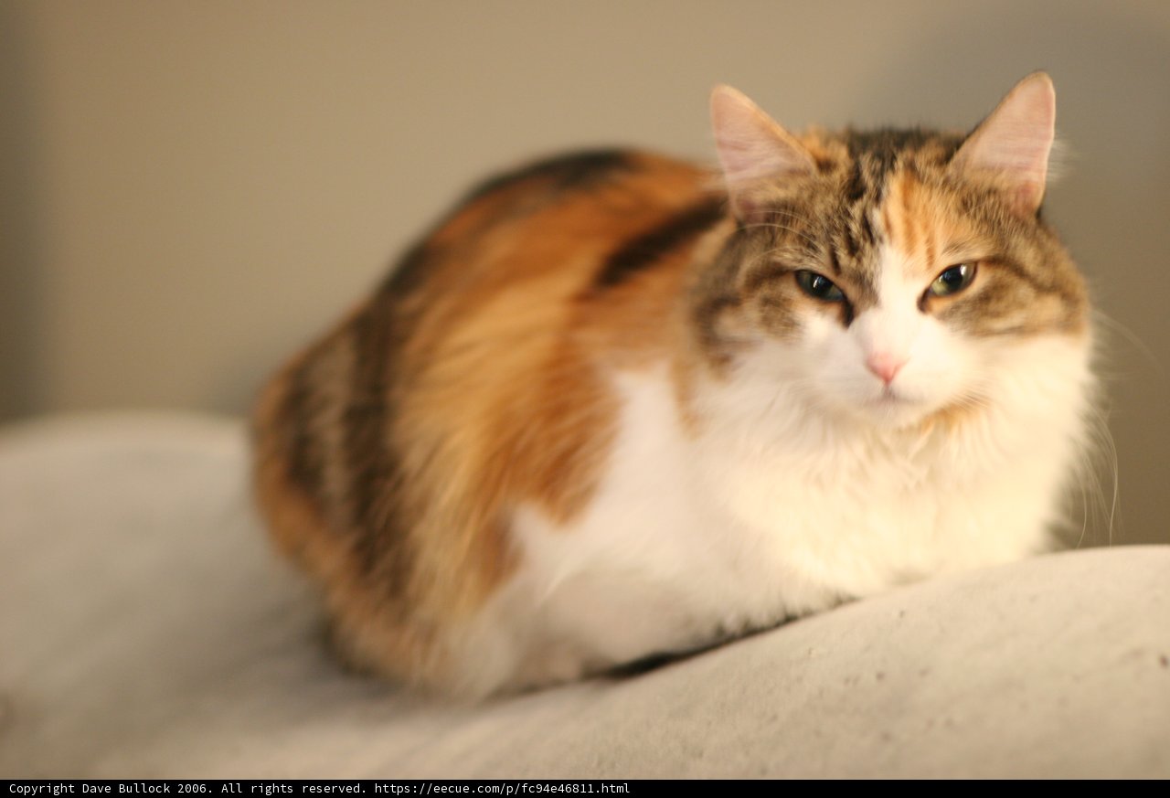 Cozy Calico Companion