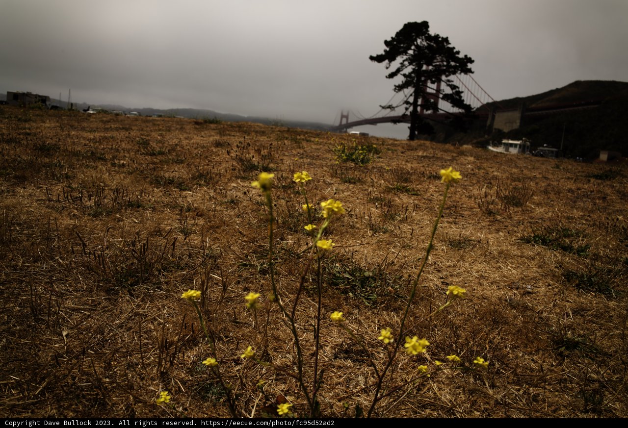 Vibrancy Amidst the Arid: A Lone Yellow Bloom