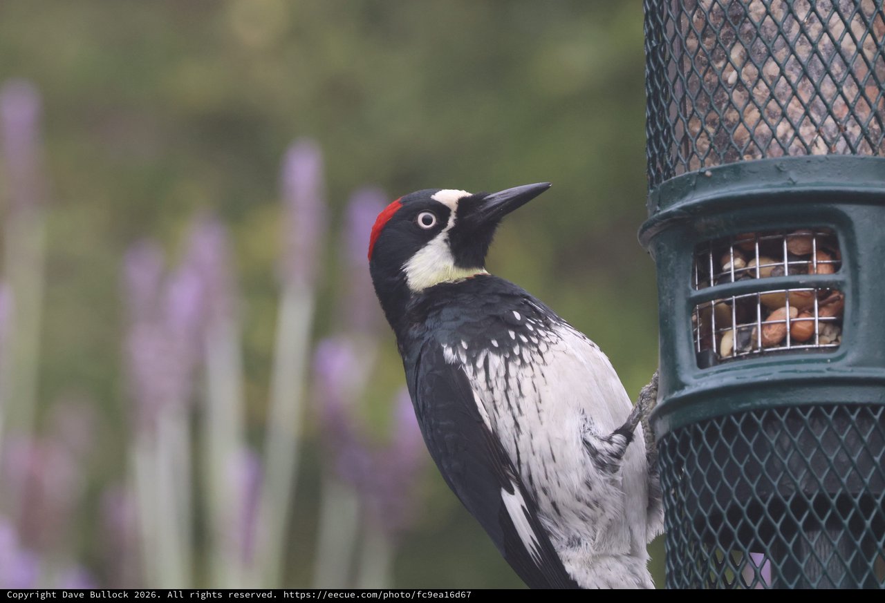 Acorn Woodpecker Visiting Garden Bird Feeder