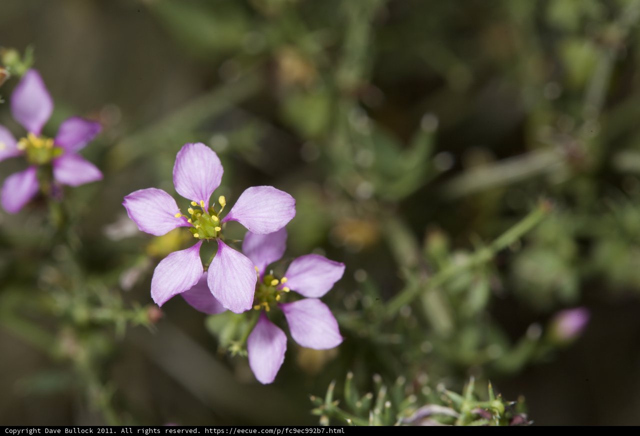 Petite Purple Pierce