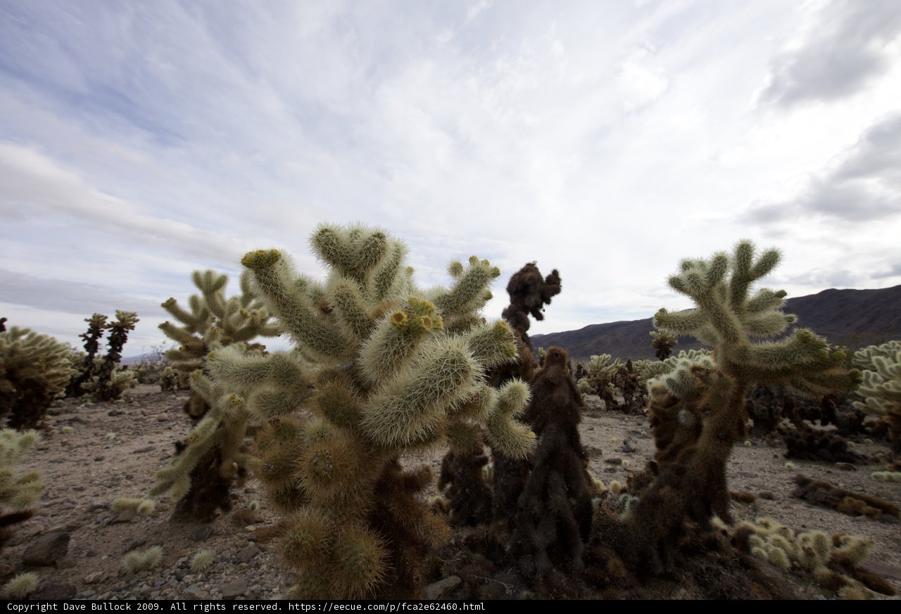 Prickly Paradise