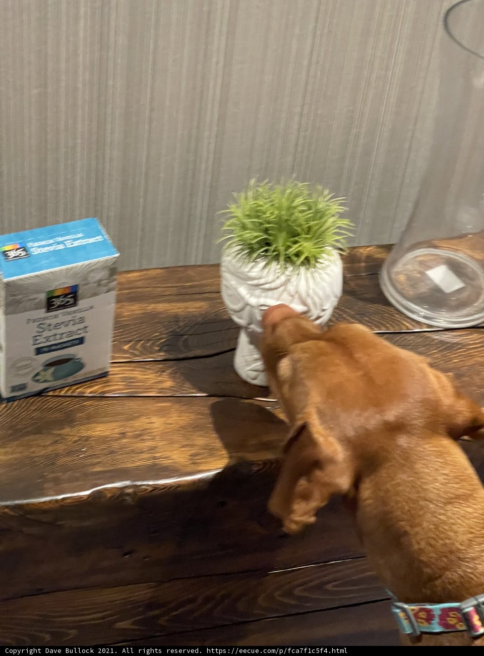 Canine Curiosity