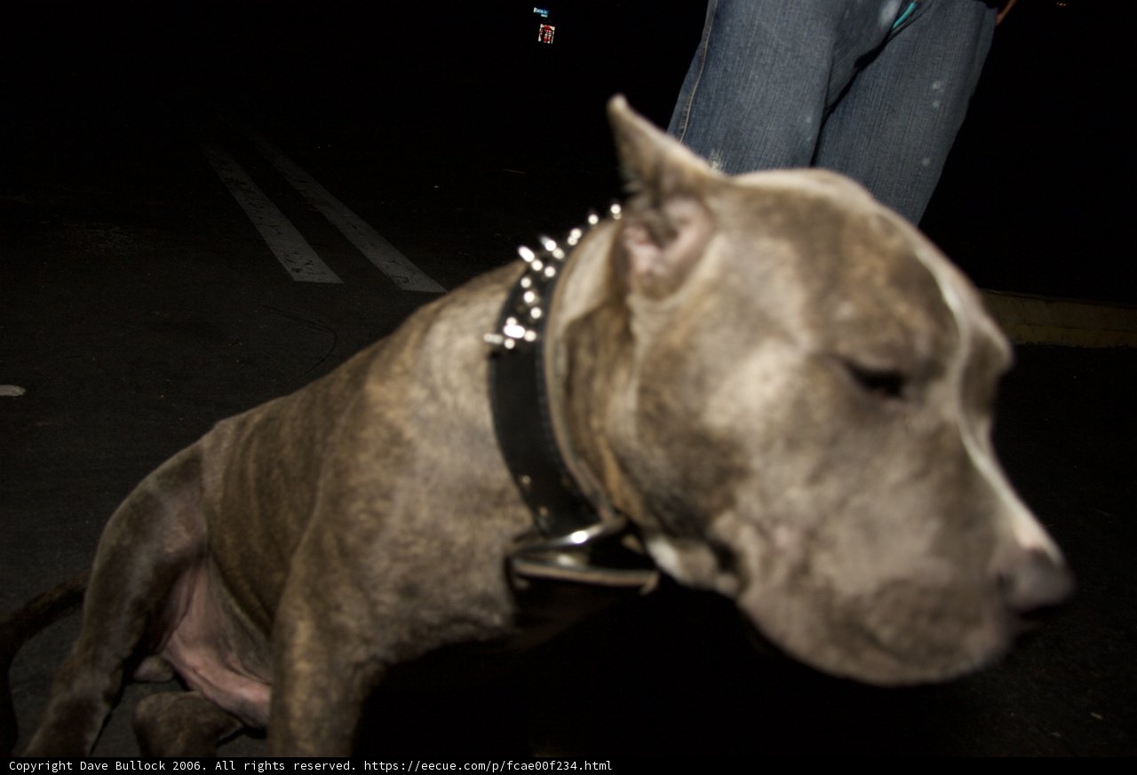Stylish Canine with Collar and Accessories