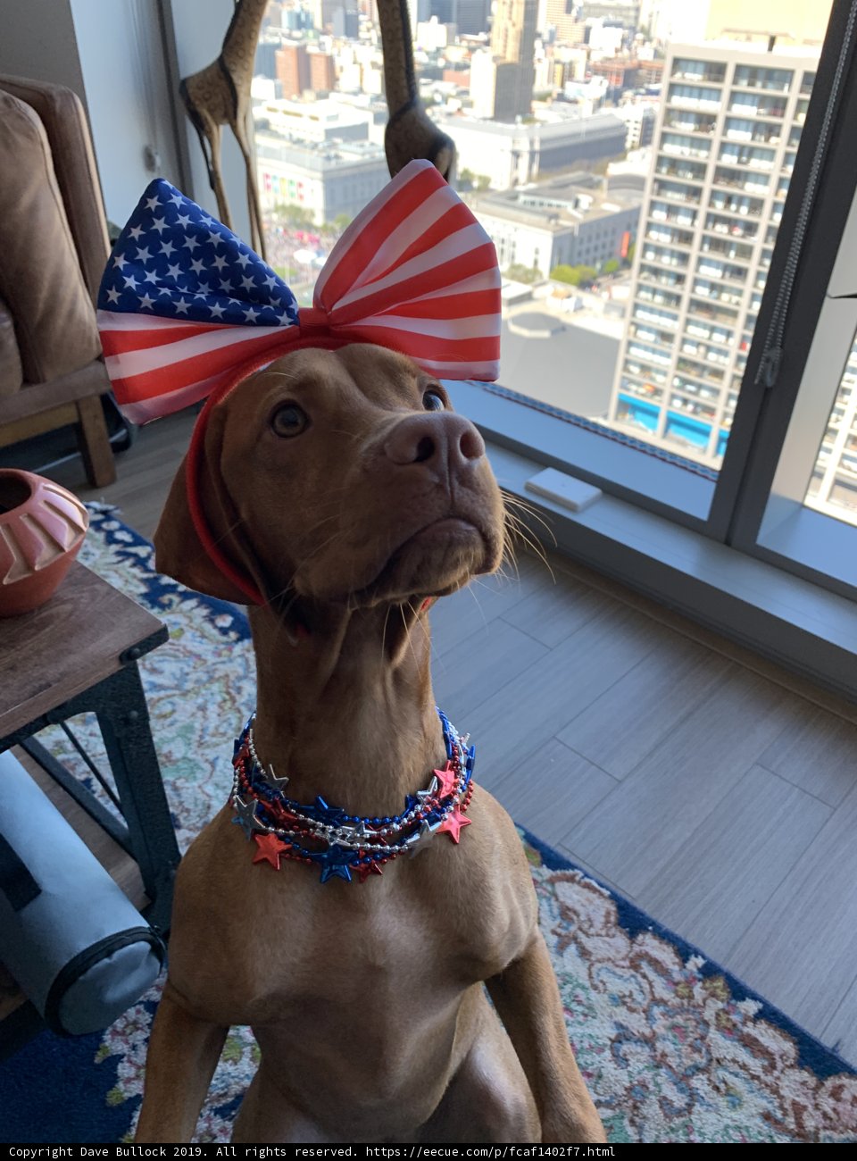 Patriotic Pup