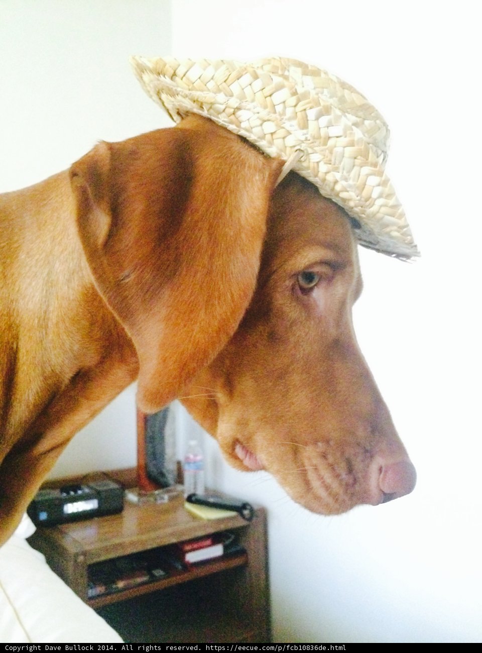 Stylish Canine
