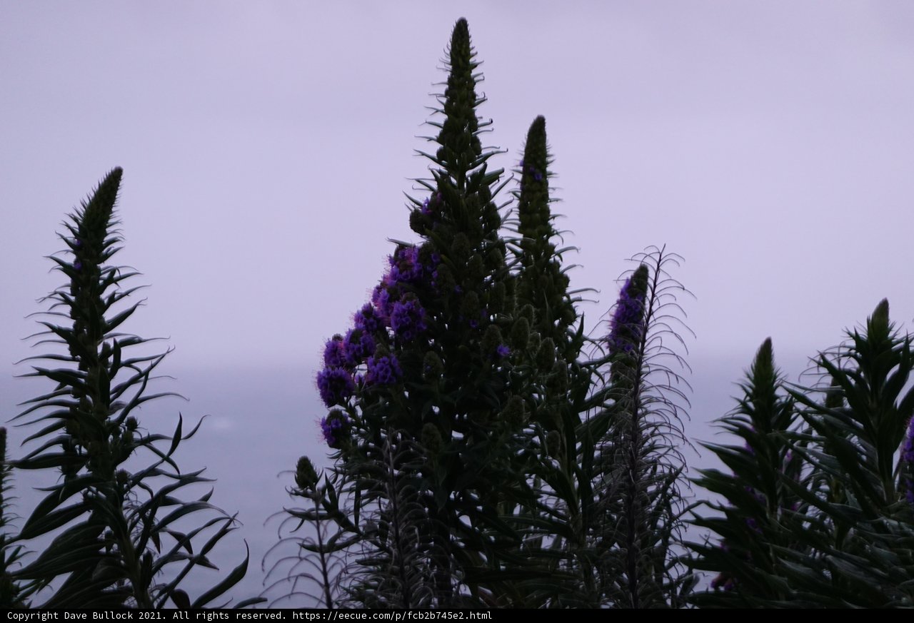 Purple Lupins by the Sea