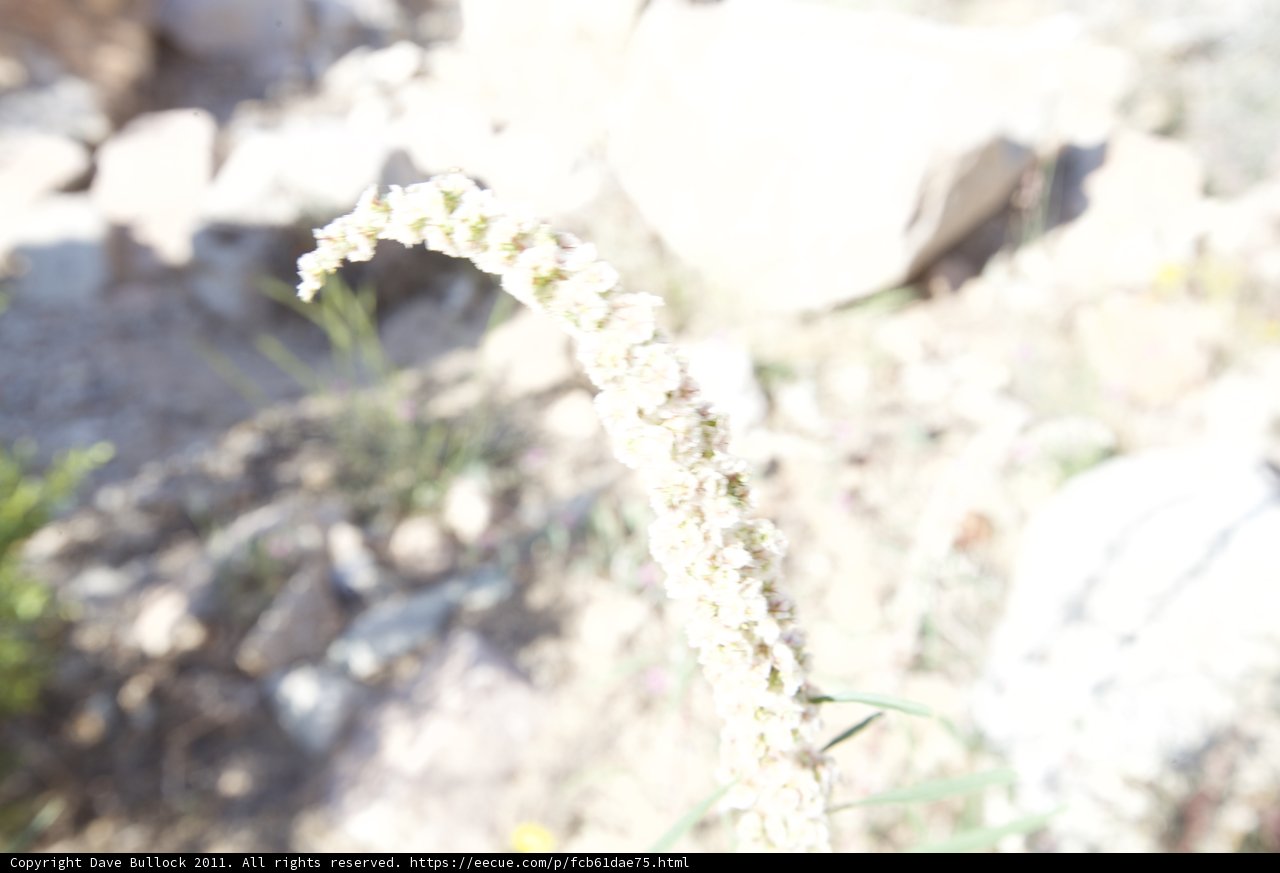 Desert Beauty in Bloom