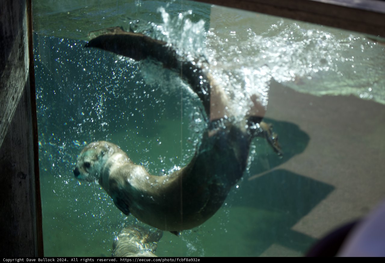**Graceful Swimmer**