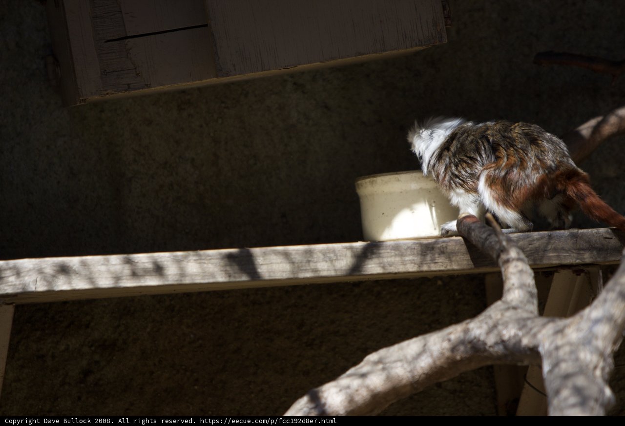 Feline Perched on Zoo Ledge