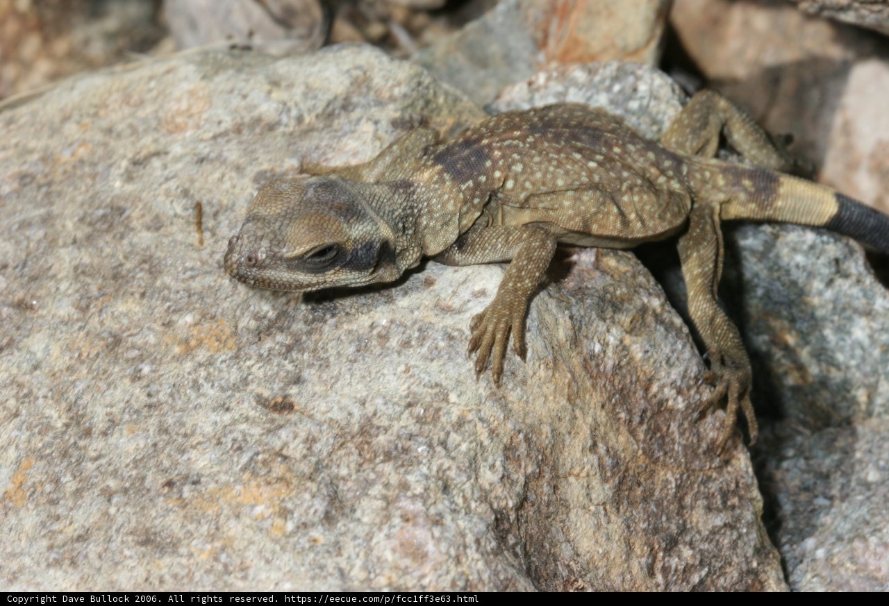 Desert Dweller