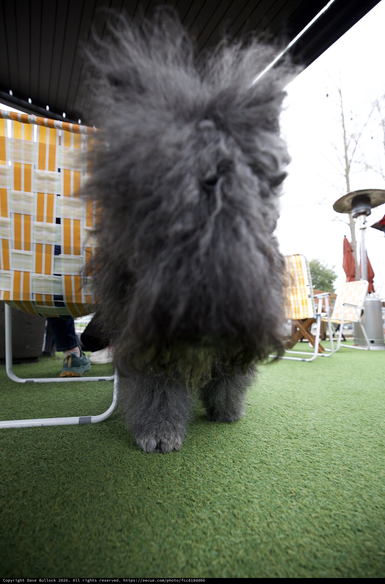 Fluffy Gray Dog Portrait on Artificial Turf