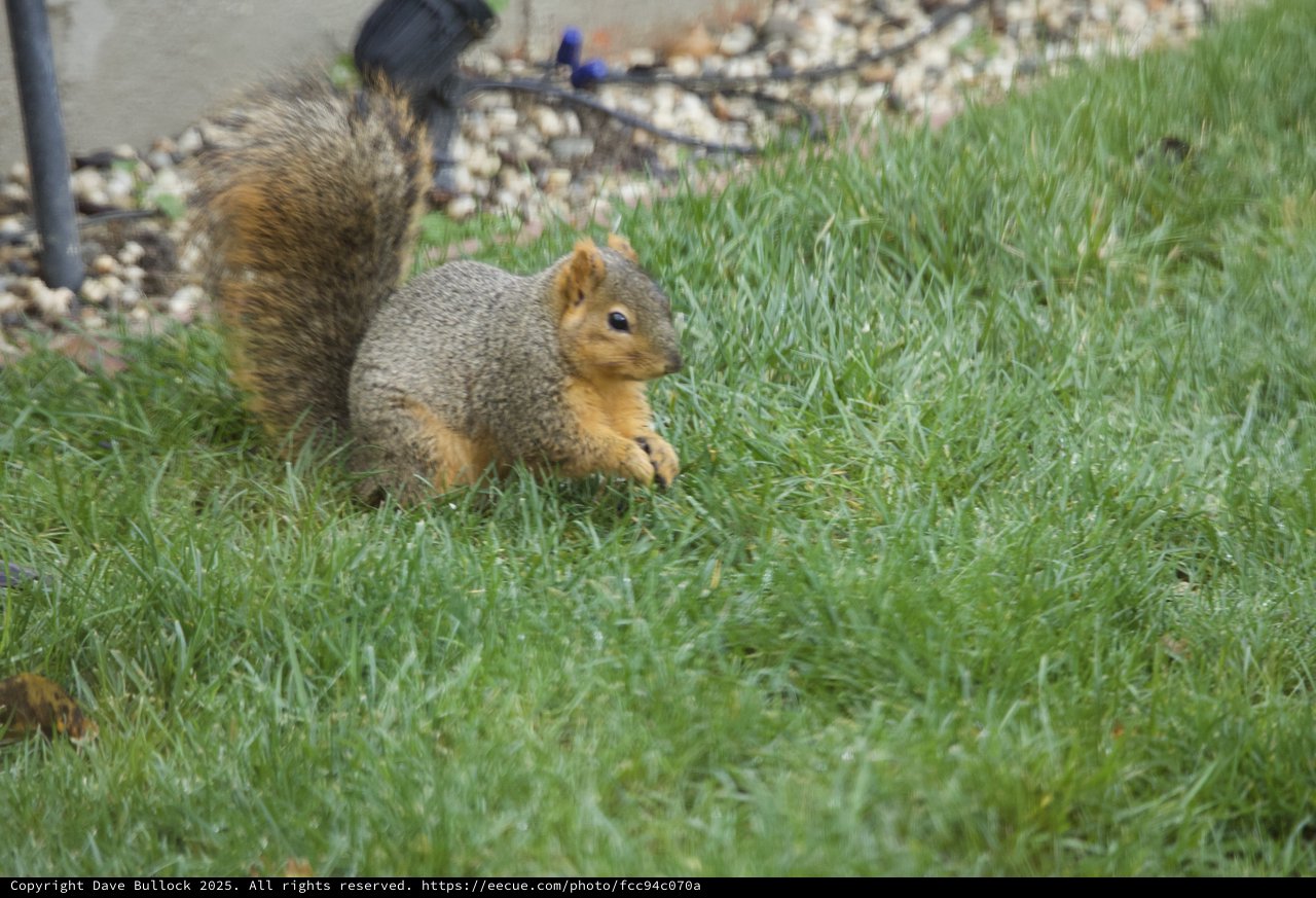 Fox Squirrel Foraging in Suburban Lawn