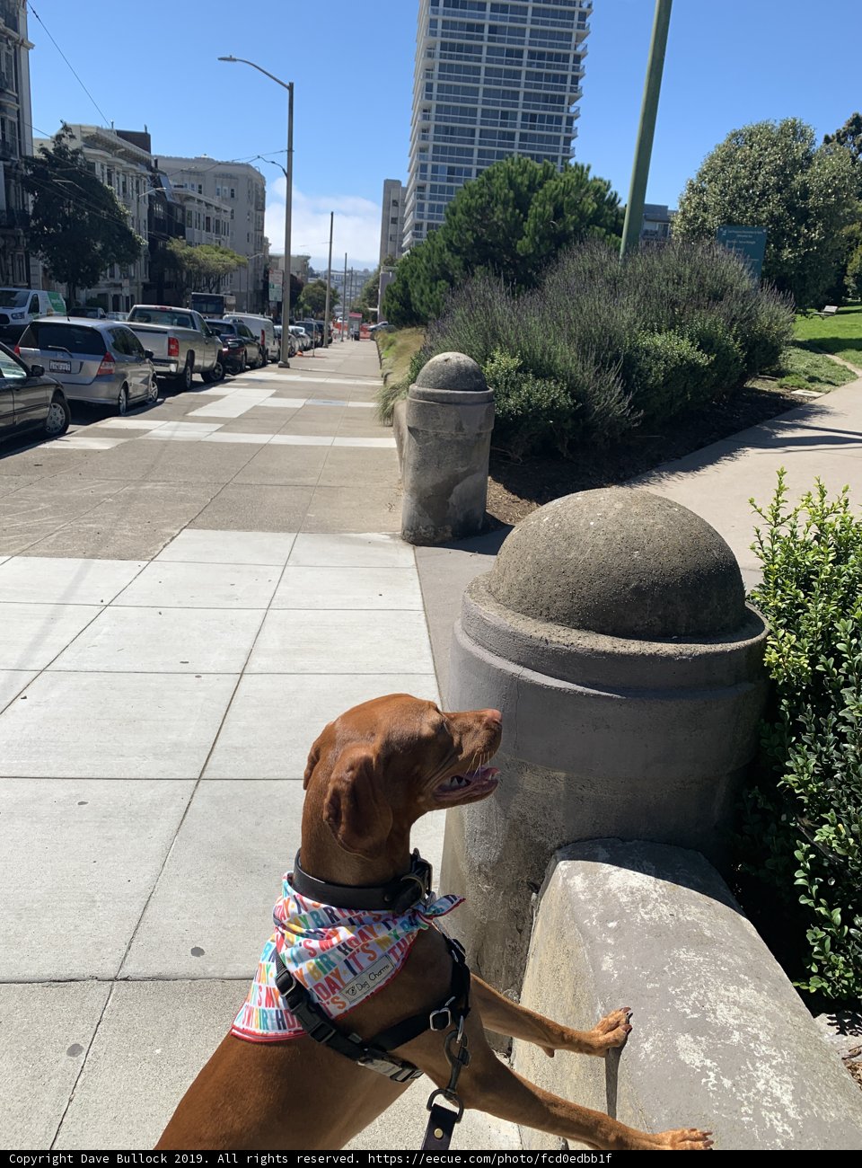 Colorful Doggo in the City