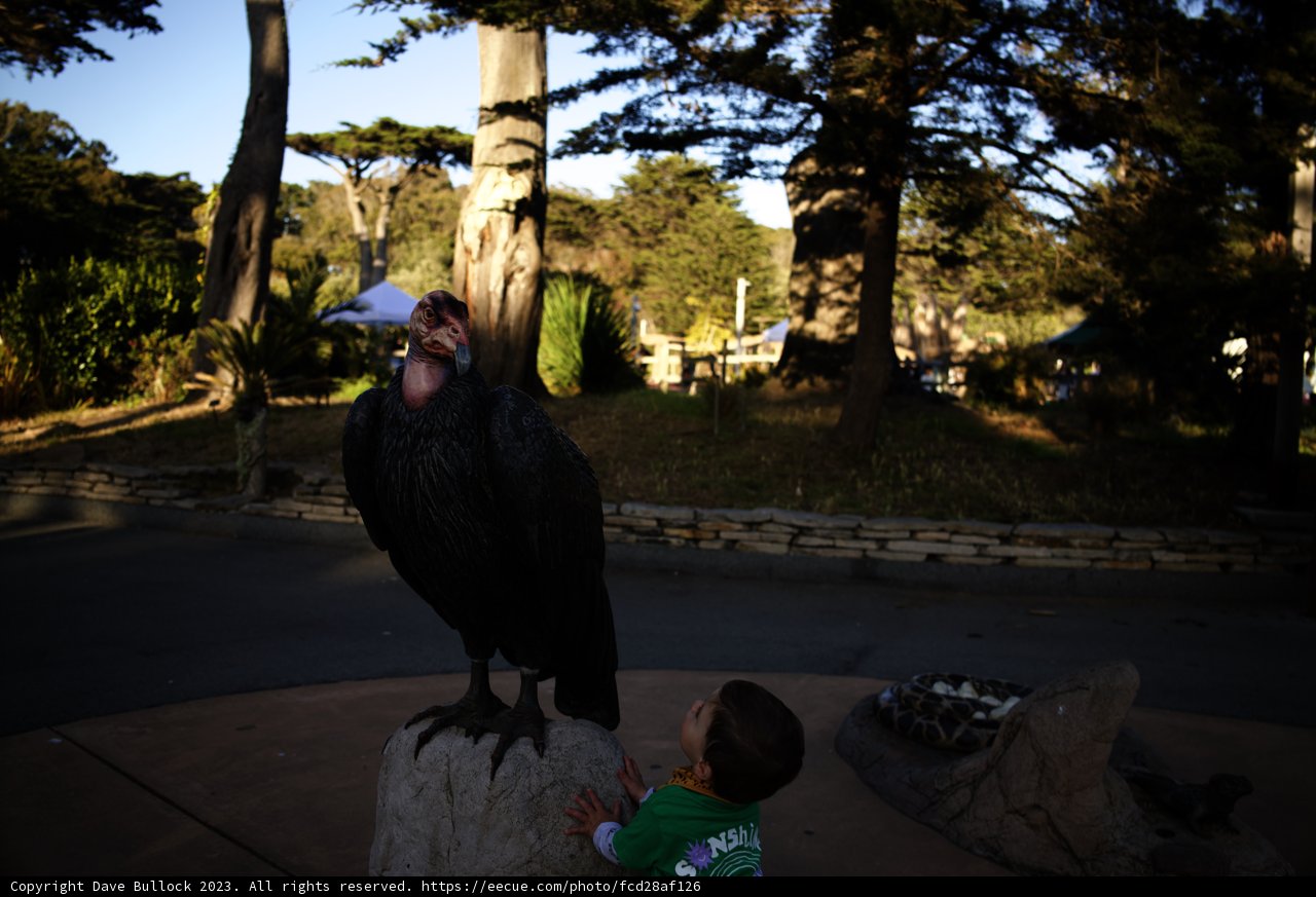 A Boy and the Condor: Unlikely Friendship
