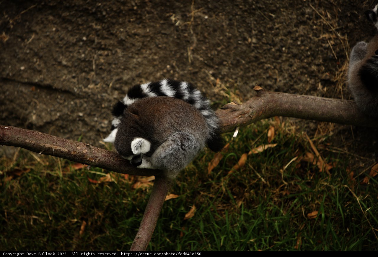 Lemur Loveliness at Oakland Zoo