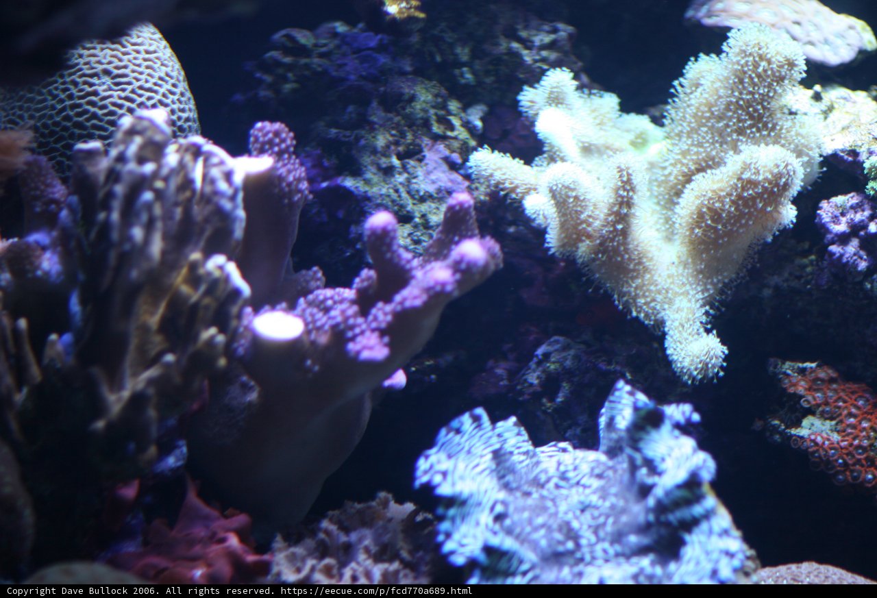 The Colors of the Coral Reef