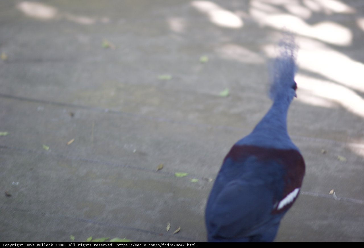 Long-tailed Bird