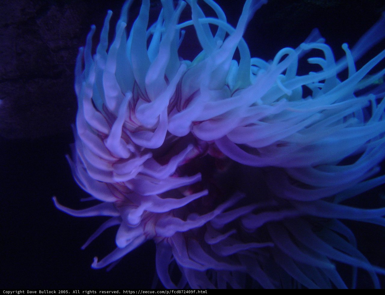 Majestic Purple Sea Anemone