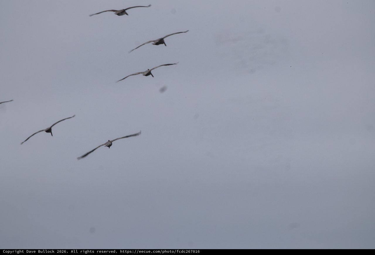 Pelicans Glide Through Overcast Skies in Formation