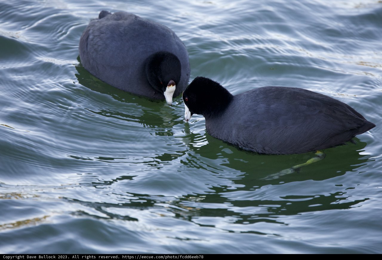 Aquatic Symphony: The Ballet of Black and White Birds