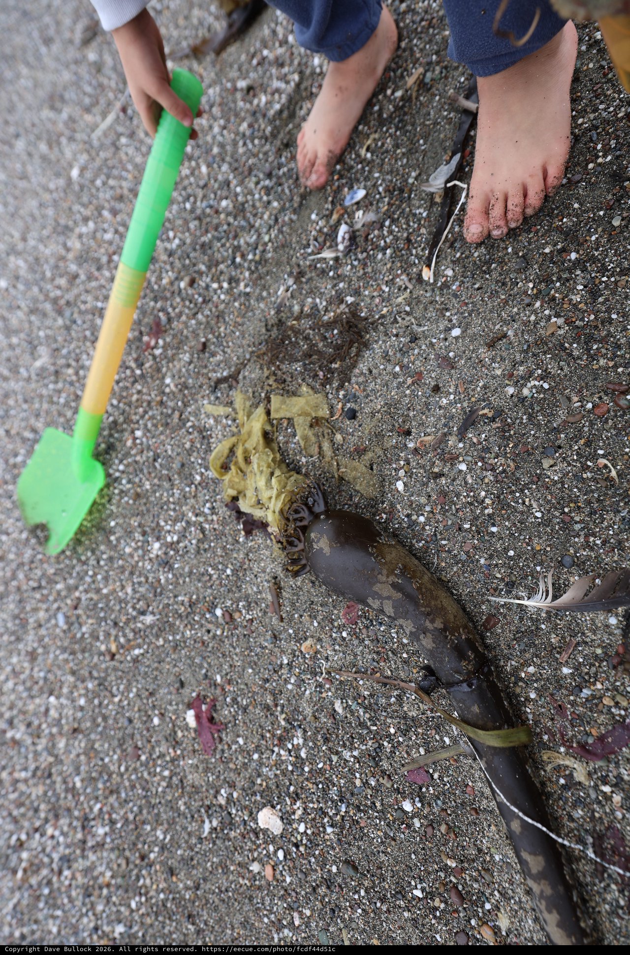 Child Explores Seaweed and Kelp on Sandy Beach