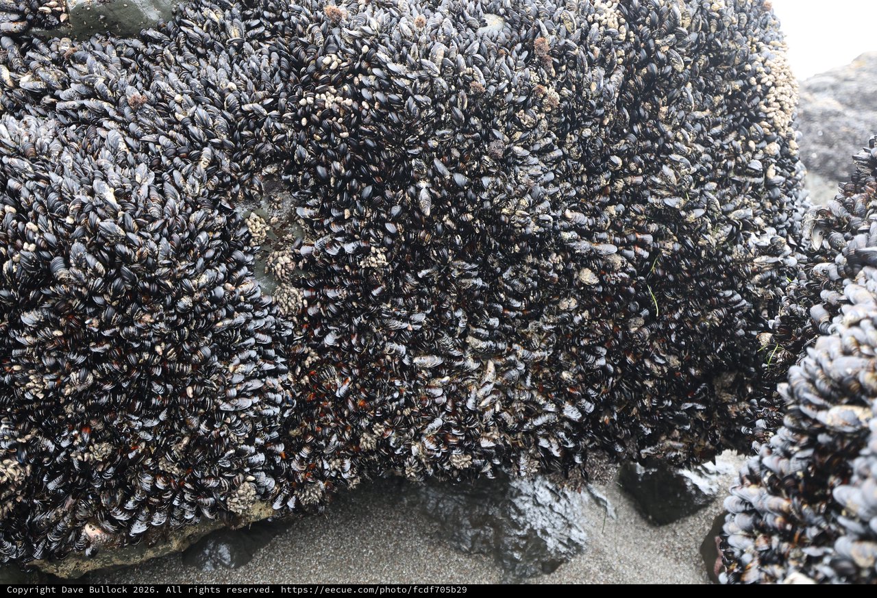 Dense Mussel Colony Blanketing Rocky Intertidal Zone