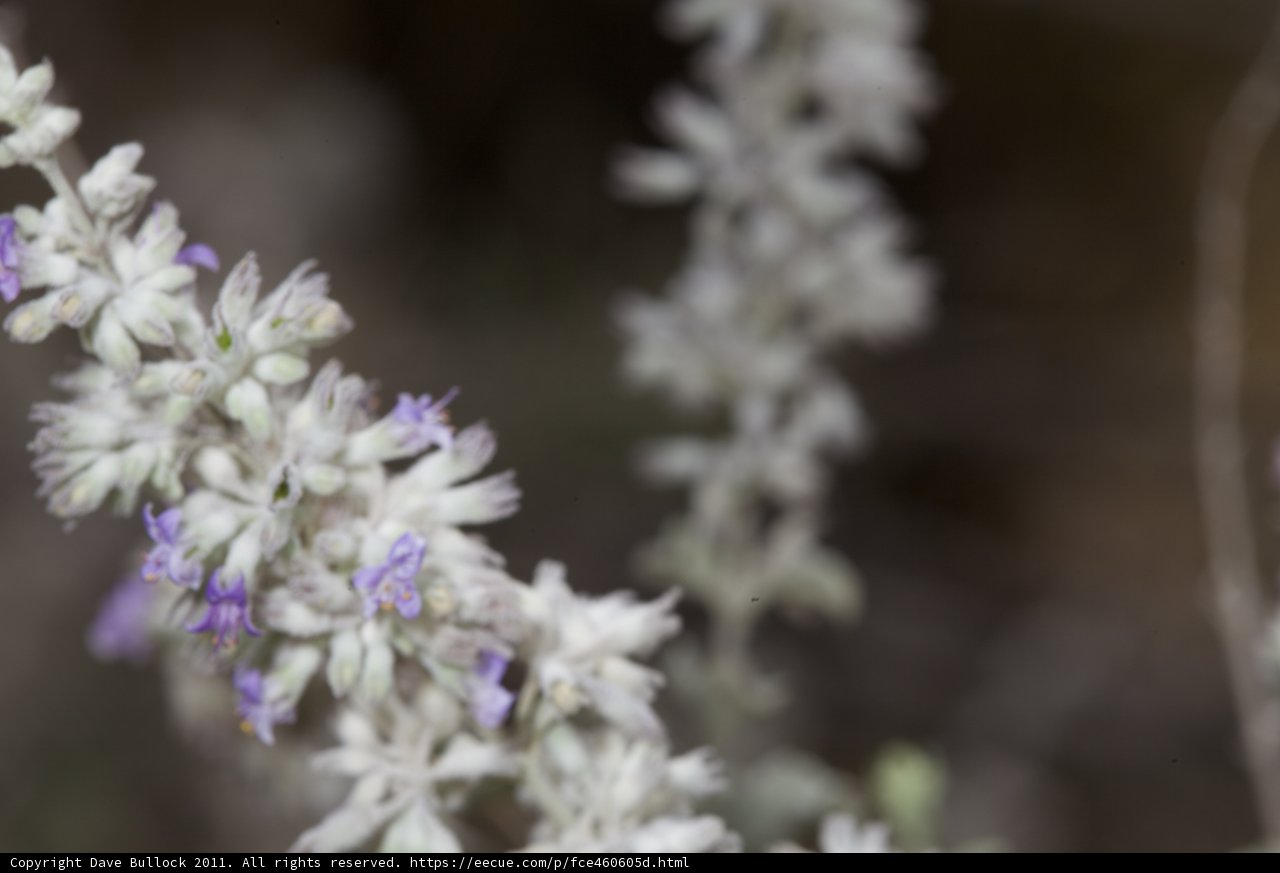 Shades of Purple