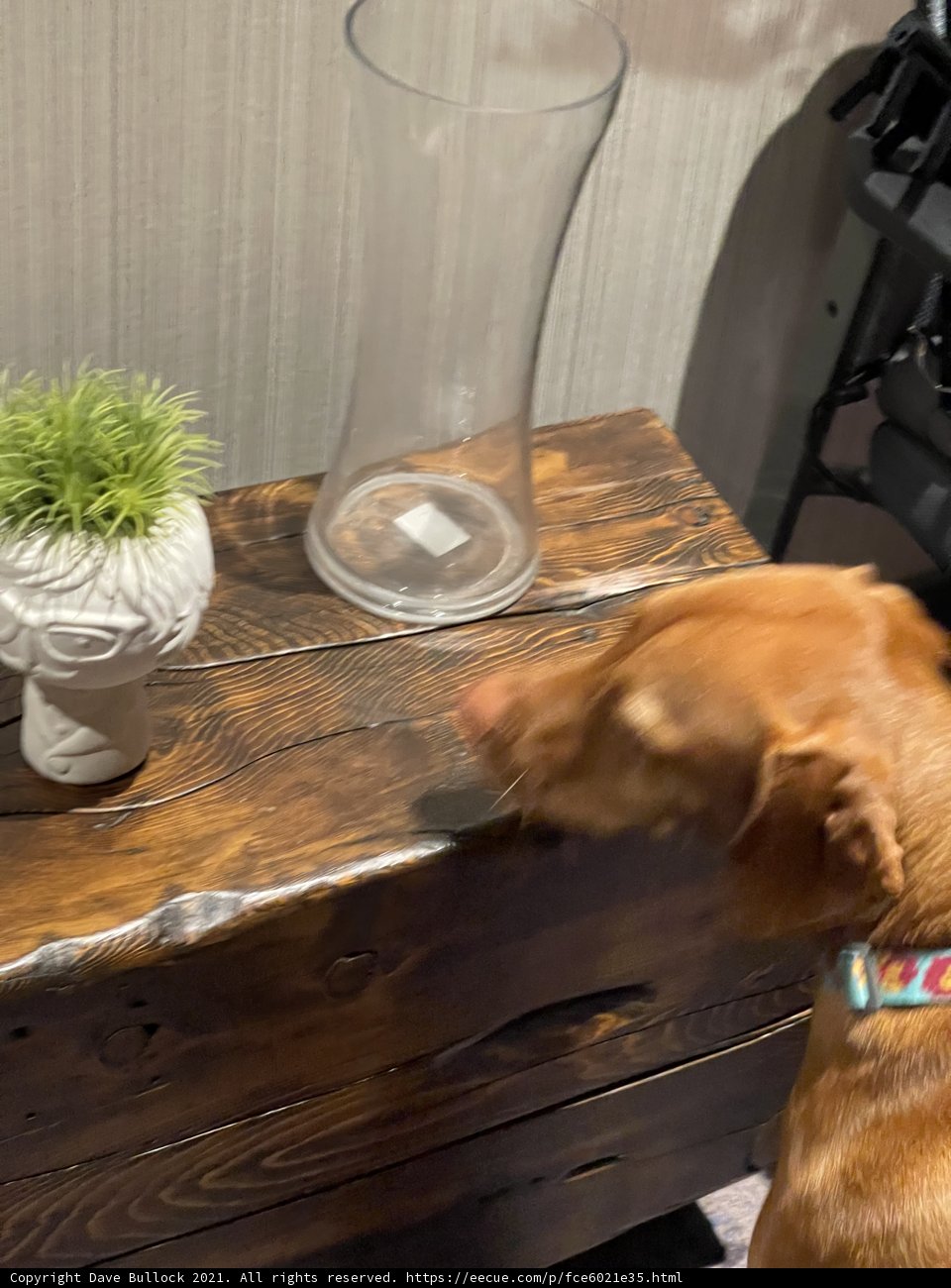 Curious Dog Sniffs a Vase on Table