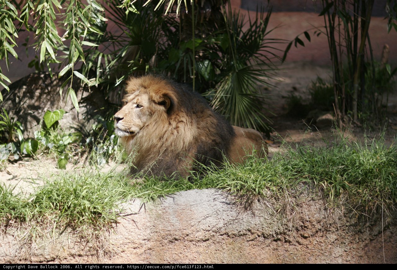 Majestic Lion in the Wilderness