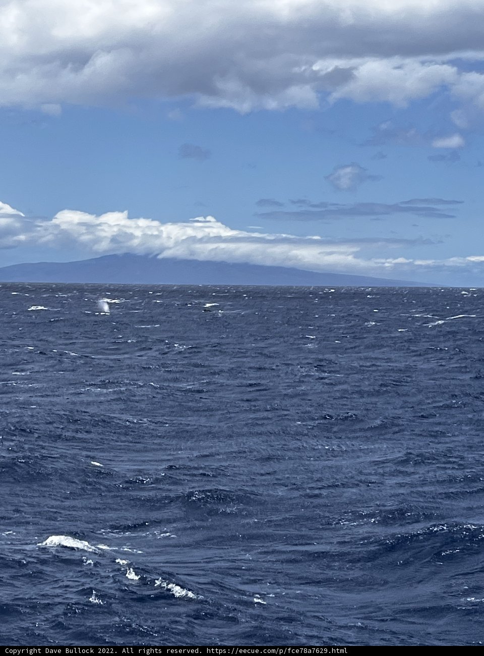 Majestic Whale in the Hawaiian Horizon