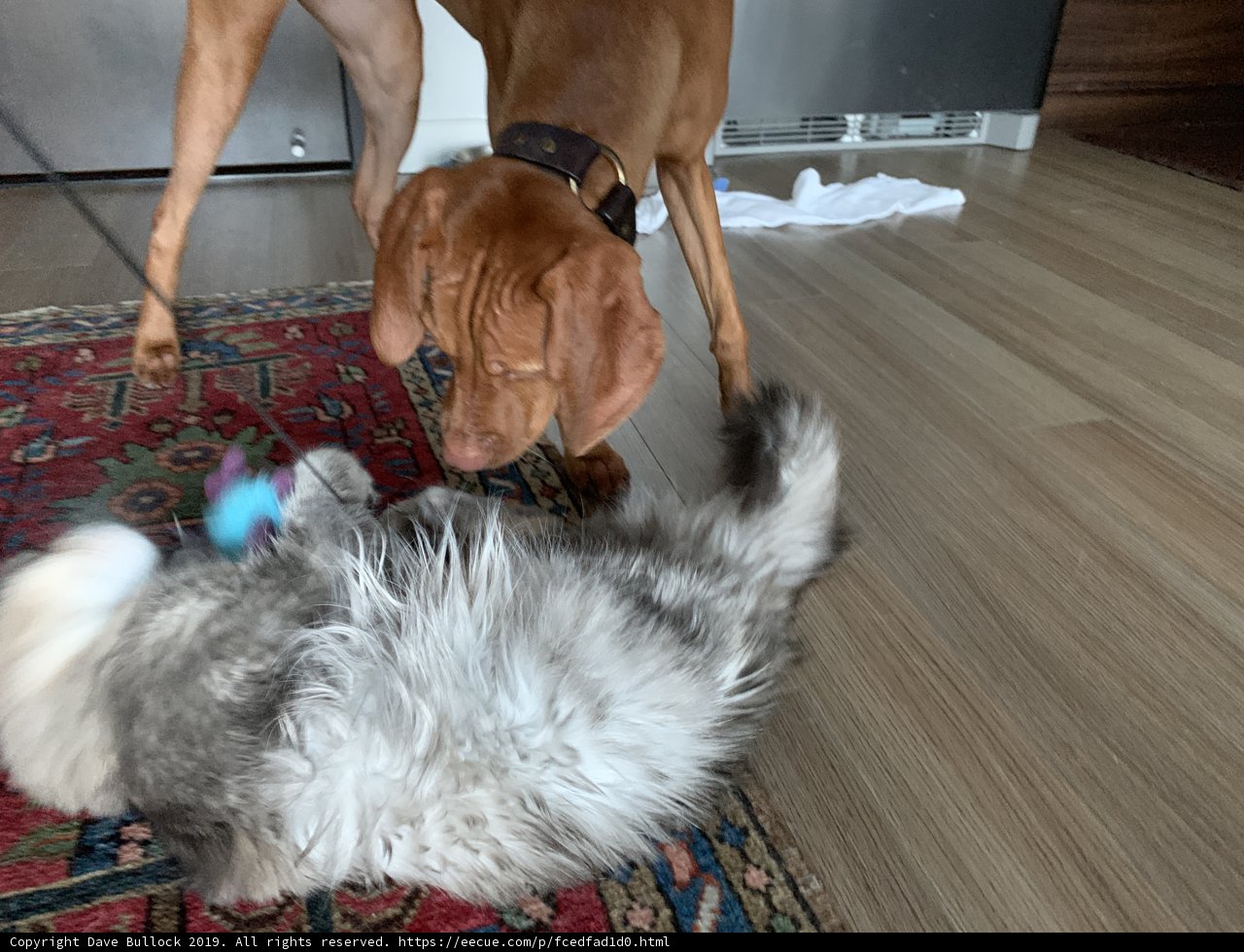 Furry Friends Having a Blast on Hardwood