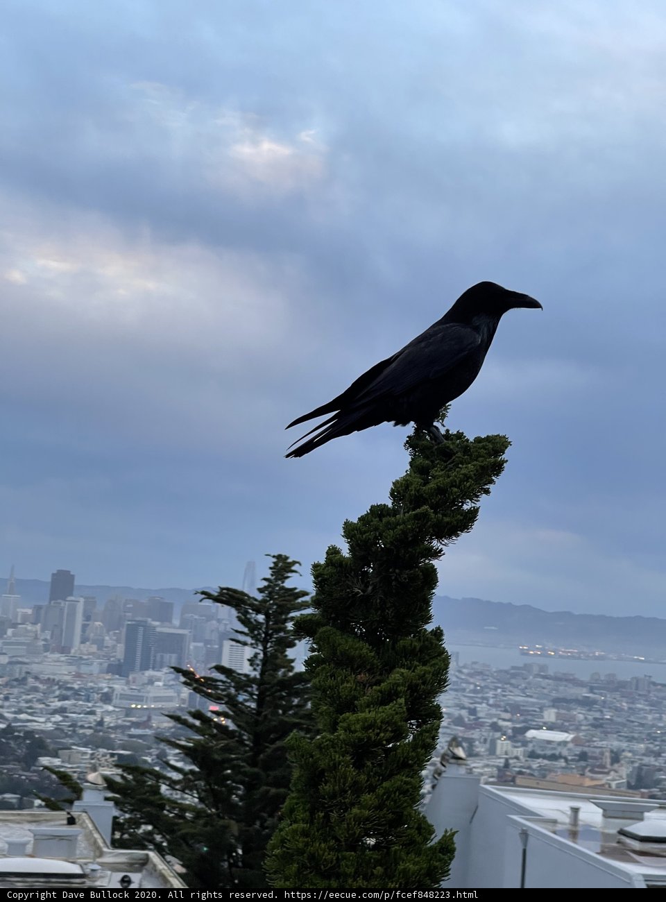 A Crow's View of the Urban Jungle