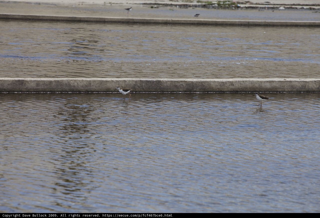 Serene Scene of Two Waterfowl