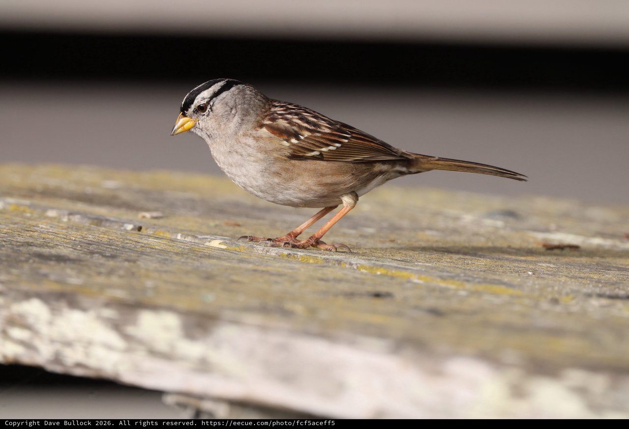 White-crowned Sparrow Perched on Weathered Wooden Deck
