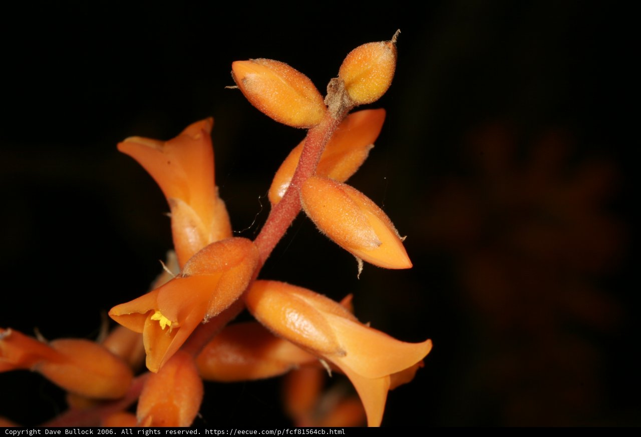 Bursting with Color: Close Up of Vibrant Orange Flowers