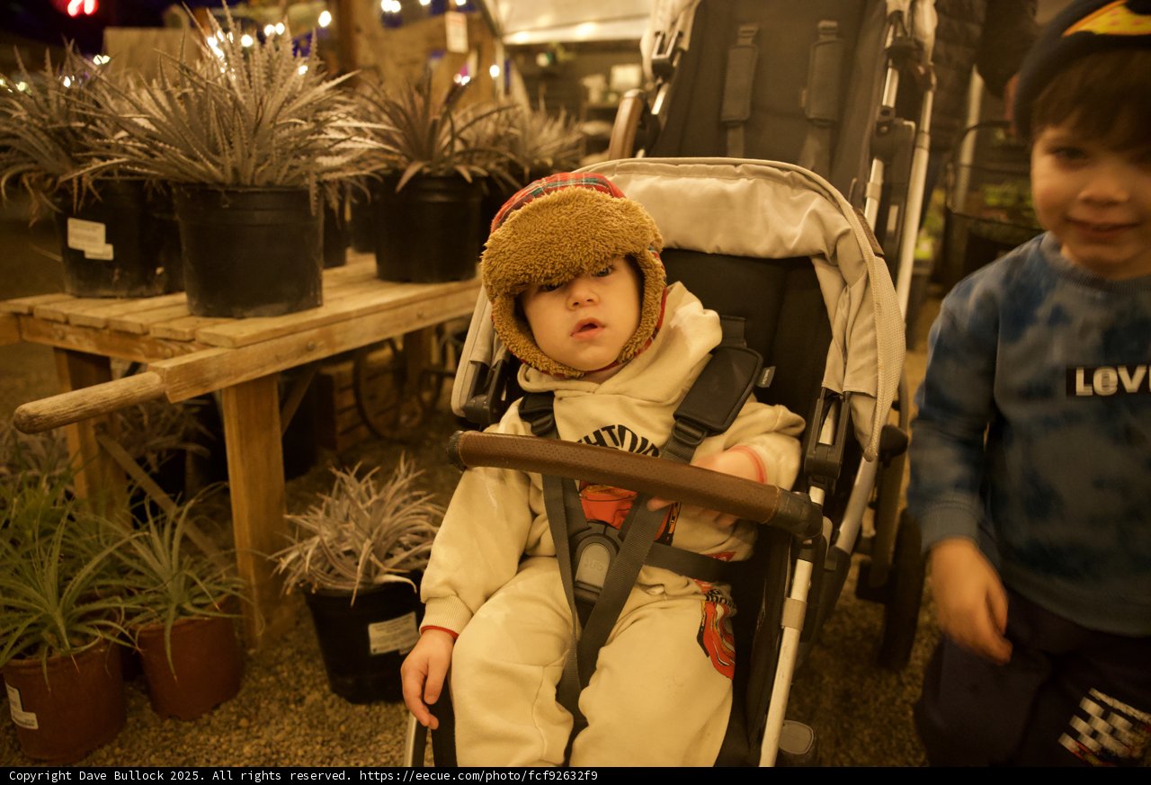 Little Adventurers in the Garden of D'Lights