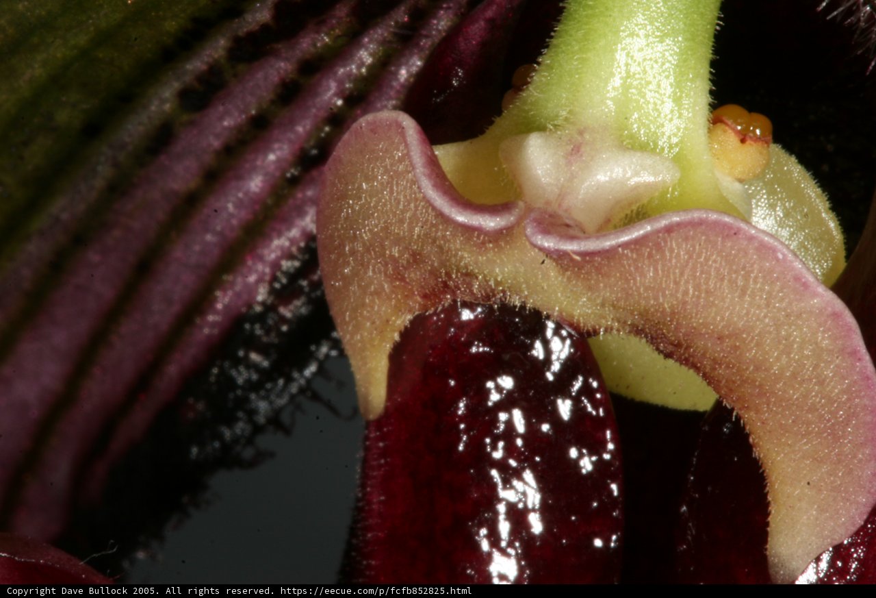 The Alluring Orchid
