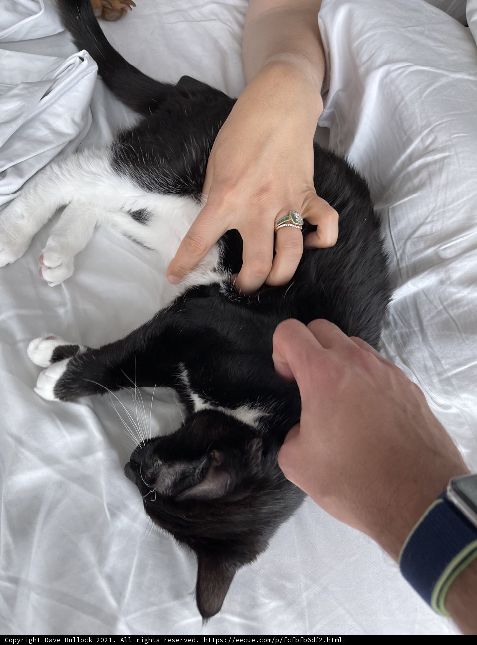 Time with my Feline Friend