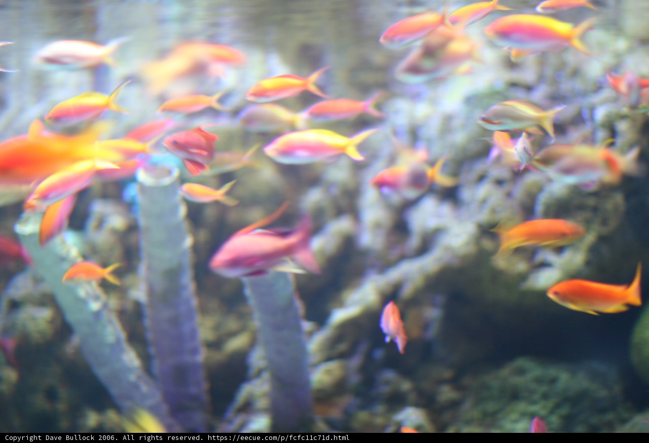Colorful School of Fish in an Aquarium