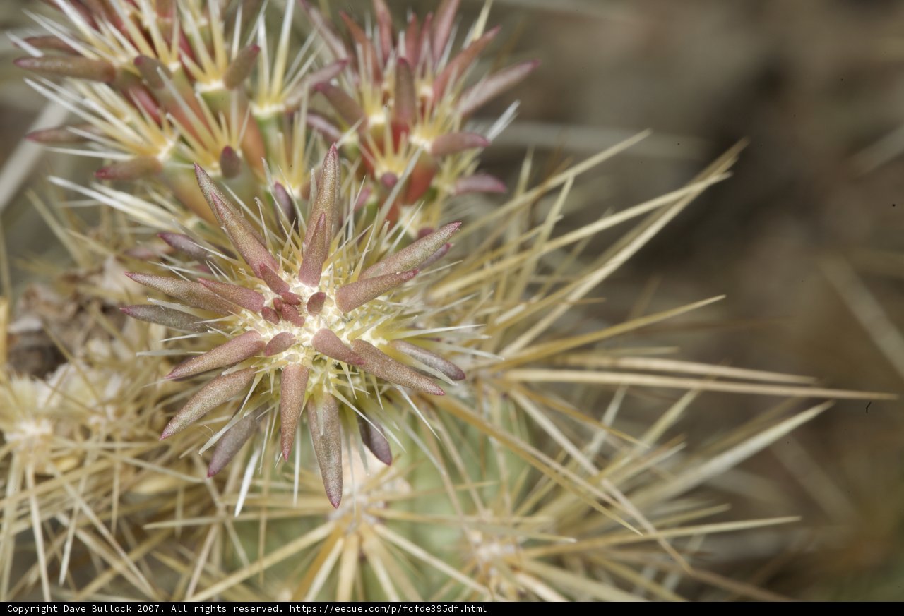 Desert Beauty