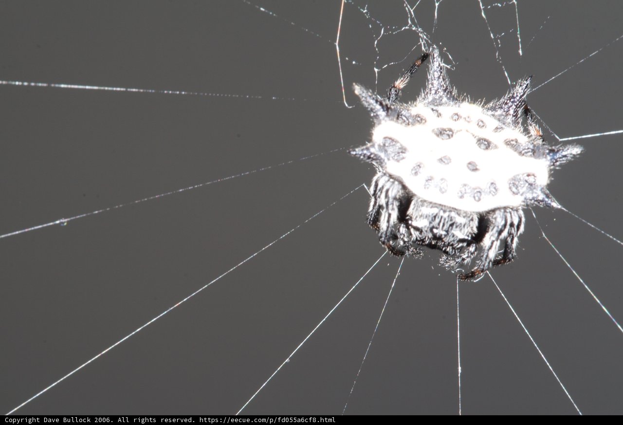 White Spotted Garden Spider