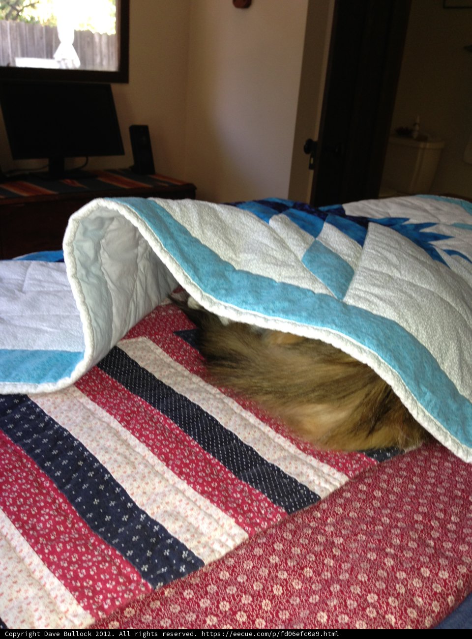 Cozy canine