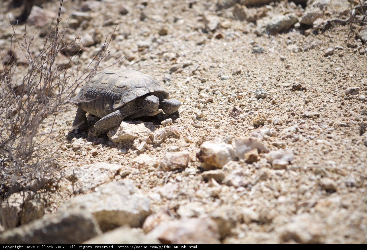 Desert Dweller