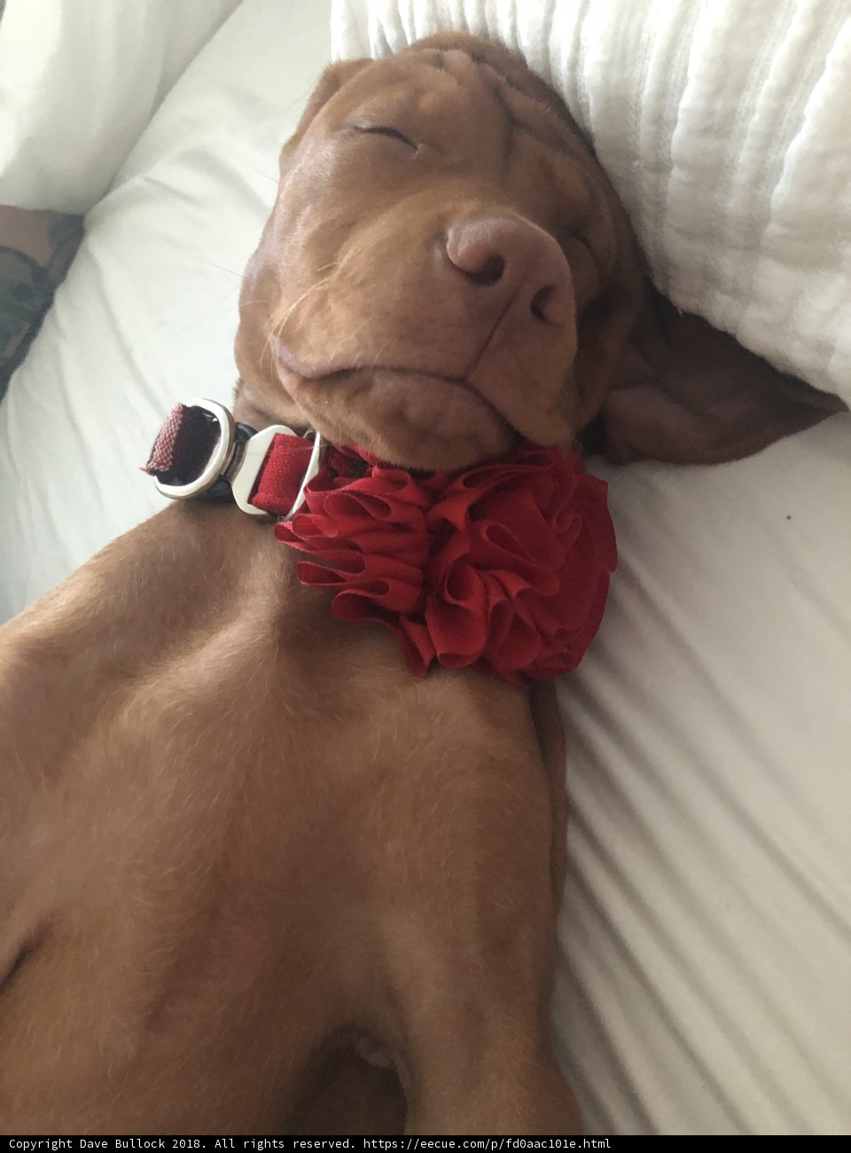 Floral Pup