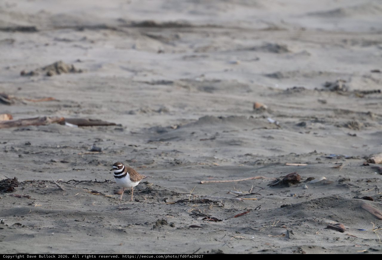 Killdeer Shorebird on Sandy Beach at Dusk