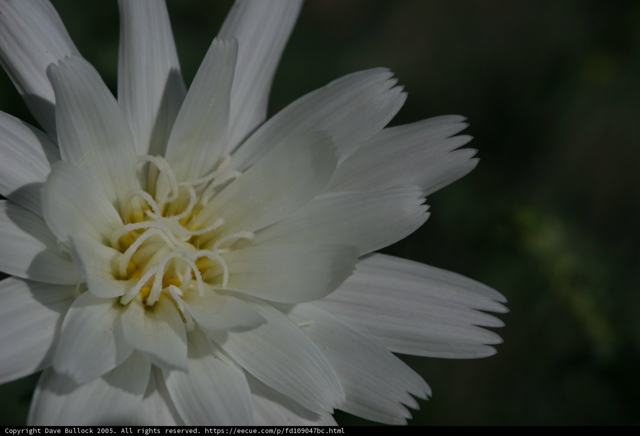 Delicate Daisy in Bloom