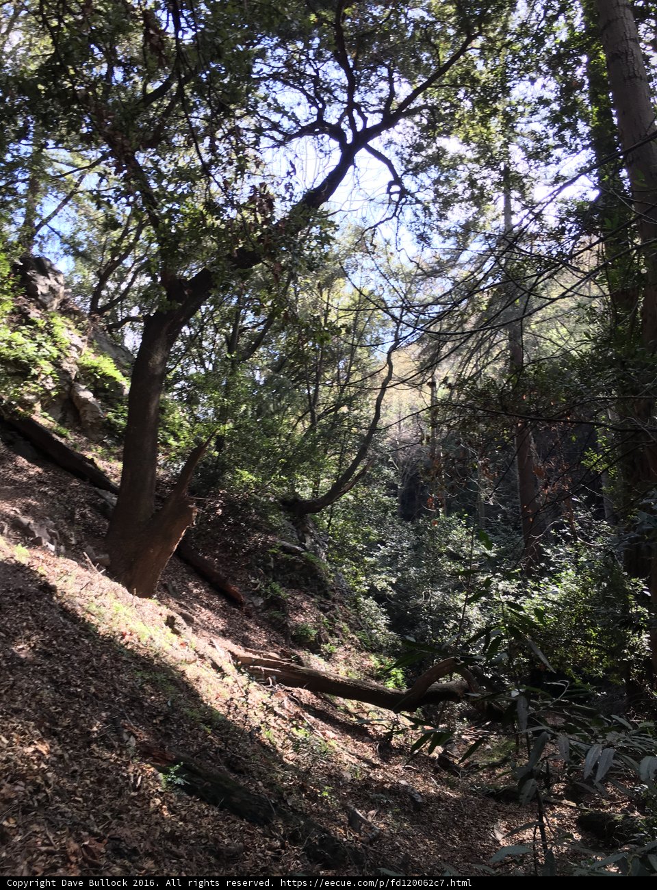 Tranquil Trail through Woodland Wonders
