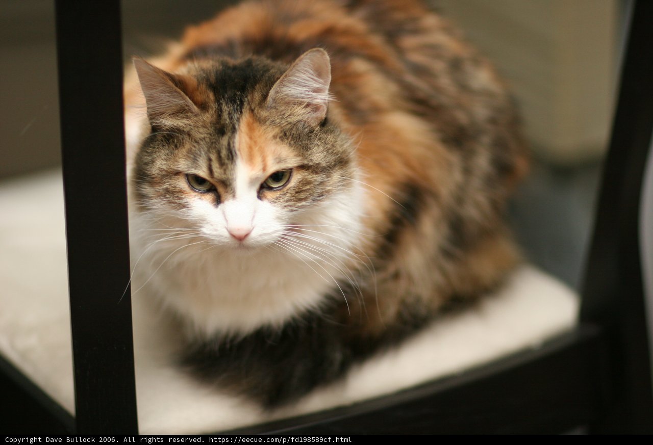 Purrfect Seating